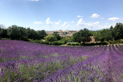 Un week-end en Provence, entre champs de lavandes et Colorado Provençal